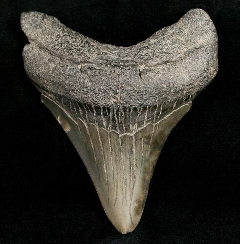 Juvenile Megalodon Posterior Tooth #11954